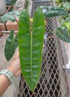 ฟิโลก้านส้ม (ลุ้นด่าง) (Philodendron bilitea variegated)