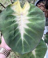 หายาก เคยเป็นกระแสต้นหลักแสน บาท Colocasia esculenta Tropical Storm โคโลคาเซีย ทรอปิคอล สตอม?️ ไม้สวยทรงเท่ห์ เหมาะแก่การปลูกประดับดูเรียบหรูดูแพง