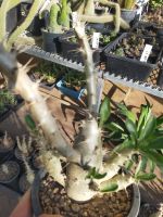 Pachypodium saundersii