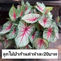 บอนสีลูกไม้ป่าก้านดำ ( 5 หัว ขนาดเล็ก ) ราชินีใบไม้