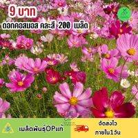 ถูกที่สุด 9 บาท เมล็ดพันธุ์ ดอกคอสมอสคละสี บรรจุ 200 เมล็ด