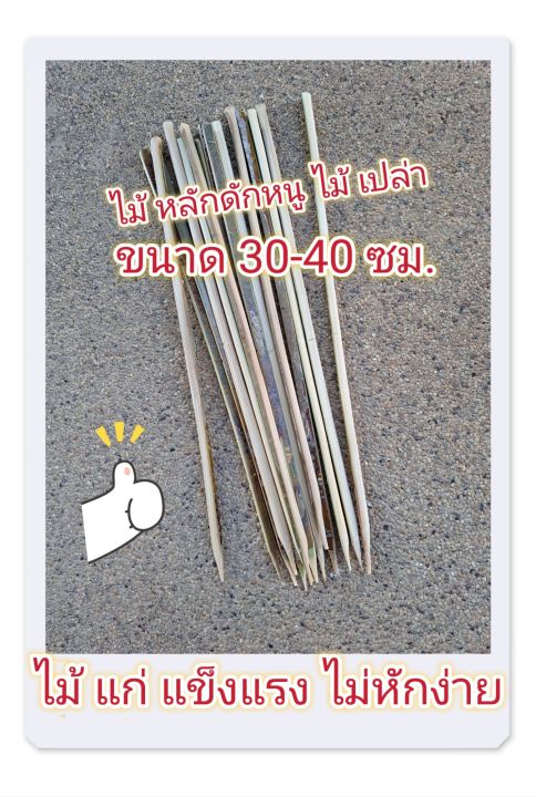 ไม้หลักดักหนู-ไม้เปล่า-แข็งแรง-ขนาด-37-40-ซม