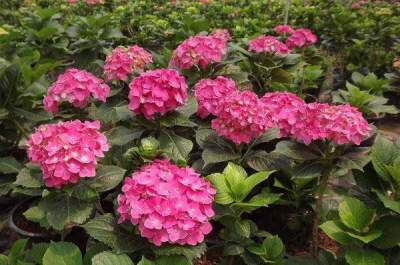 ไฮเดรนเยียพันธุ์หนัก ดอกใหญ่สีสด สีเข้ม ดอกช่อใหญ่พุ่มสวย