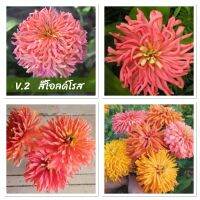 เมล็ดพันธุ์ ดอกบานชื่น แคคตัส สีโอโรส (Zinnia Cactus elegans) บรรจุ 60เมล็ด