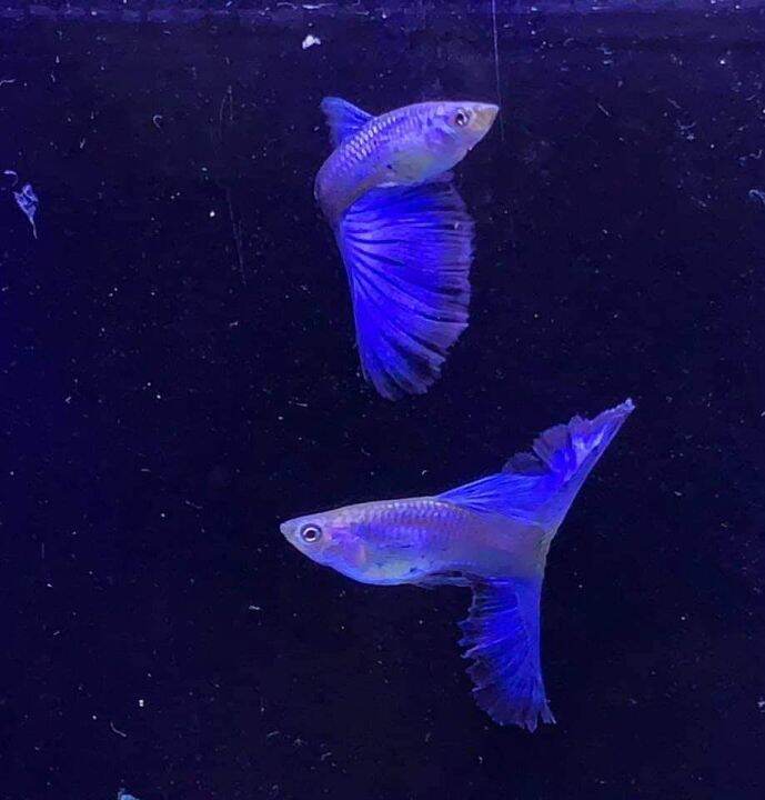 lazuli blue tail guppy