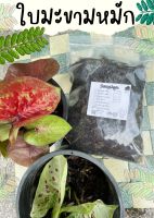 ใบมะขามล้วนหมัก พร้อมใช้ (1kg) ไม่ผสมดิน ใบมะขาม สำหรับบอนสี บอนสี