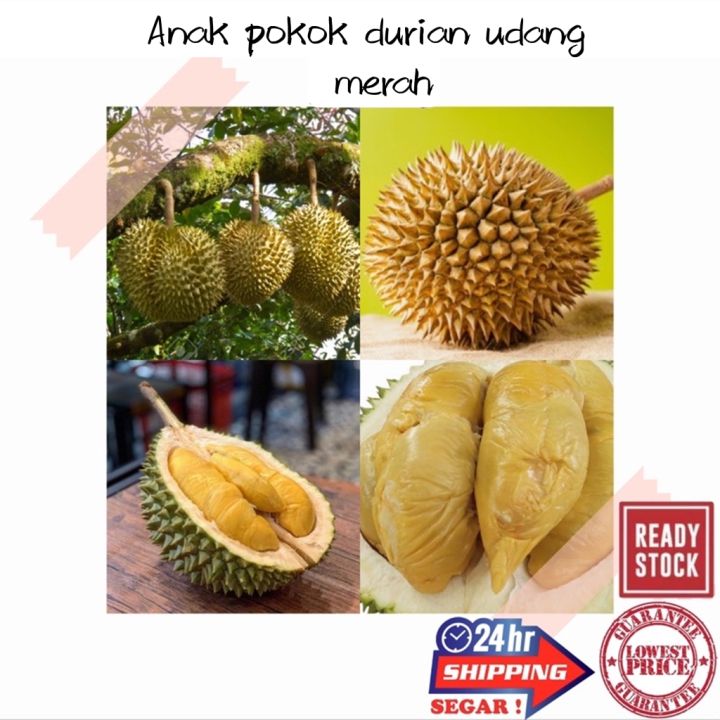 (GG real plant) anak Pokok durian udang merah ^ cpt berbuah hybrid top ...