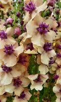 Verbascum southern charm