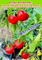 พริกตุ้ม  พริกชิลเทพิน (CHILTEPIN WILD CHILE PEPPER) สายพันธุ์ OP