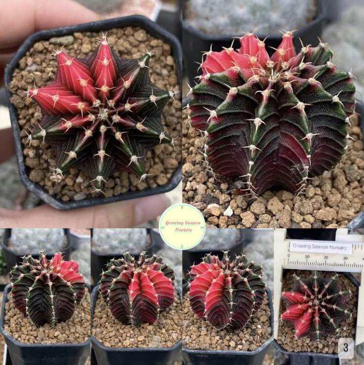 gymn3-gymnocalycium-แคคตัส-กระบองเพชร-ยิมโน-ยิมโนด่าง-ยิมโนคาลิเซียม-ต้นไม้