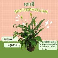 เดหลี Spathiphyllum ไม้ประดับ