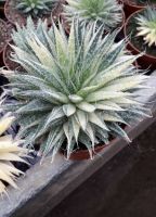 เมล็ดพันธุ์เลซอโลด่าง Variegated Aloe Aristata/Variegated Lace Aloe บรรจุ 7 เมล็ด ของแท้ คุณภาพดี ราคาถูก