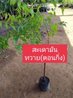 สะเดามันทวาย(ตอนกิ่ง)