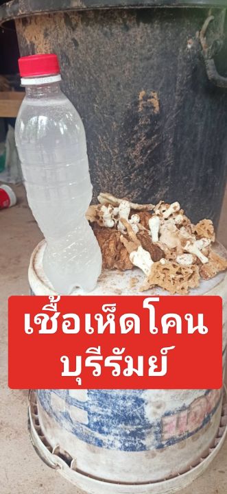 เชื่อเห็ดโคน-เข้มข้น