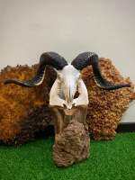 Tibetan sheep skull