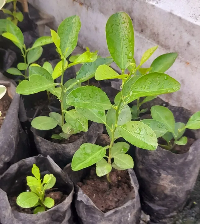 Dayap Or Lime Plants In A Seedling Pot Lazada Ph