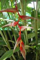 หน่อเฮลิโคเนีย คลอลินเซียน่า Heliconia Collinsiana (1หน่อพันธุ์) ธรรมรักษา บันไดสวรรค์