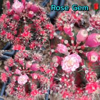 เมล็ด Rose Gem ? เก็บสดๆใหม่ๆจากสวน