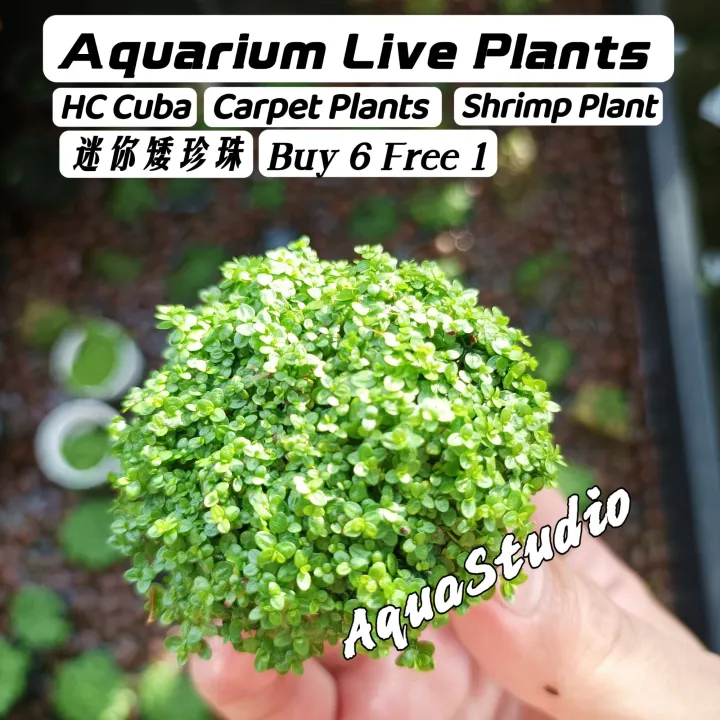 Hemianthus callitrichoides Cuba Buy 6 Free 1 (Aquarium Live Plants