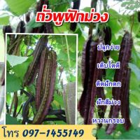 เมล็ดถั่วพู่สีม่วง20-25เมล็ดเมล็ดแท้ฝักใหญ่