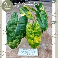 Philodendron Burle Marx เบอร์เปิ้ลมาร์ค ด่างทุกต้น ??ลายเทพ?