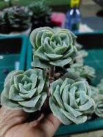 เลิฟรี่โรส Lovely rose  succulent  ดอกแน่นๆในกระถาง ไม้อวบน้ำ