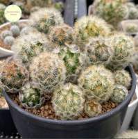 [ SP ] แมมมิลลาเรีย คามิเน่ (Mammillaria Carmenae) ไม้เมล็ด แคคตัส กระบองเพชร ไม้อวบน้ำ ต้นไม้