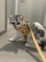 PAWSQUAD Eggy Harness &amp; Leash Set | เซ็ตชุดพร้อมสายจูง สุนัข แมว