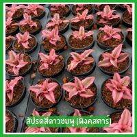 สับปะรดสีแคระ ดาวชมพูหรือ พิงค์สตาร์ (Neoregelia hybrid)  ต้นไม้ฟอกอากาศ