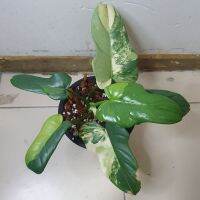 ฟิโลไวโอลินด่าง philodendron bipennifolium var.