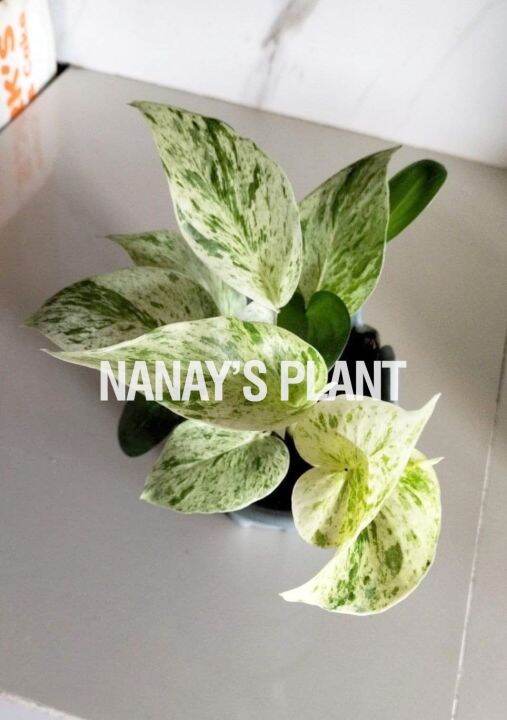 Pothos Marble Queen Lazada Ph 7877