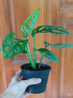 พลูฉลุ  ฟอกอากาศ ในกระถาง4นิ้ว (Monstera obipua)