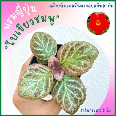 พรมญี่ปุ่น ใบเขียวชมพูแกมน้ำตาล ดอกสีแดง คล้ายบัตเตอร์นัท+จอยสวีทฮาร์ท ส่งในกระถาง 3 นิ้ว  ลายใบสวยแปลกตา