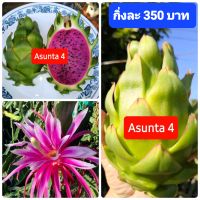 แก้วมังกรพันธุ์ Asunta4