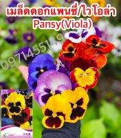 เมล็ดดอกแพนซี่/ไวโอล่า/ดอกหน้าแมว 50 เมล็ด Pansy(Viola) เมล็ดนำเข้า