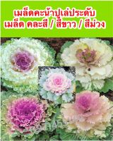 เมล็ดคะน้าปูเล่ประดับ 30 เมล็ด คละสี / สีขาว / สีม่วง สายพันธุ์OP/F1