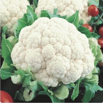 เมล็ดพันธุ์ กะหล่ำดอก สโนว์บอล (Snowball Self Blanching Cauliflower Seed) บรจจุ 100 เมล็ด ของแท้ 100%