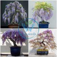 เมล็ดพันธุ์ วิสทีเรีย 5 เมล็ด เมล็ดใหม่  Wisteria sinensis (Sims) Sweet