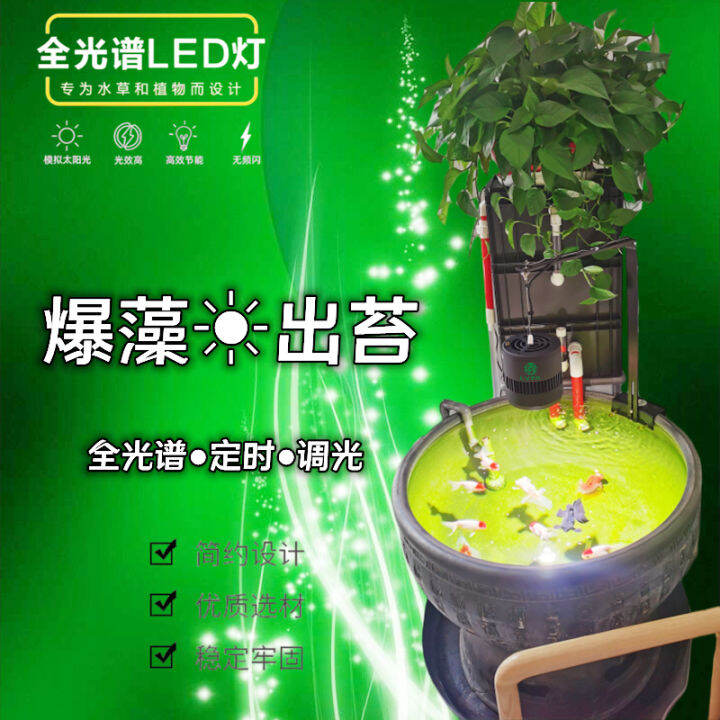 Mud Pot Explosion Algae Lamp Bracket Crock Bracket Goldfish Pithos Moss Lamp Wood Sea Special