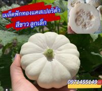 เมล็ดฟักทองแคสเปอริต้าสีขาวลูกเล็ก พันธุ์นำเข้า บรรจุ 15-20 เมล็ด