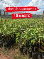 สั่ง10แถม 2 ? ต้นทุเรียนหมอนทอง **ขั้นต่ำ 2 ต้น**