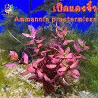 เป็ดแดง(จิ๋ว) Ammannin praetermissa