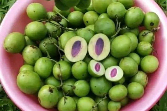 Anak pokok buah kundang kampung, ramunia, remia, buah staq | Lazada