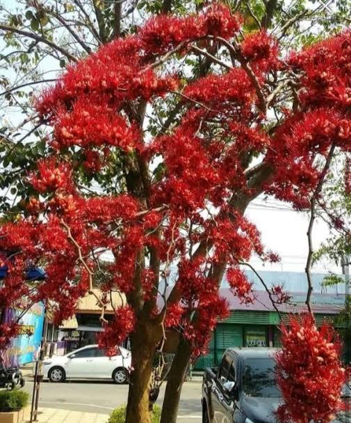 ต้นประดู่แดง-เพาะเมล็ด-ออกดอกเป็นช่อสีแดงสด-เกสรยาว-ดอกมีกลิ่นหอม-ต้นพร้อมปลูก