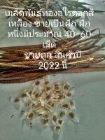 ทองอุไร10ฝักแถมอีก10ฝักสีเหลืองสดเมล็ดพันธุ์ปี2022หนึ่งฝักมี40-60เม็ดพันธุ์ถูกจริงปลูกง่ายโตไวทนแล้งออกดอกตลอดปีไม้ประดับ