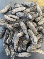 Sea cucumbers ปลิงกาหมาดเล็ก ปลิงทะเล ขนาด 500 กรัม