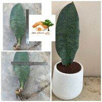 ลิ้นมังกร ครีบปลาวาฬคองโกล Sansevieria masoniana Chahin