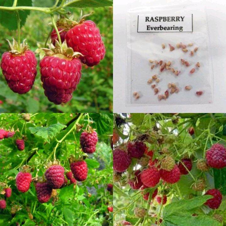 RASPBERRY EVERBEARING | Lazada PH