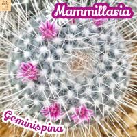 [แมม เข็มเงิน] Mammillaria Geminispina ส่งพร้อมกระถาง แคคตัส Cactus Succulent Haworthia Euphorbia ไม้หายาก พืชอวบน้ำ ไม้หนาม ไม้ทะเลทราย กระบองเพชร