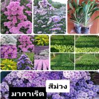 กล้าดอก คัดเตอร์ มากาเร็ต คละ 4 สี